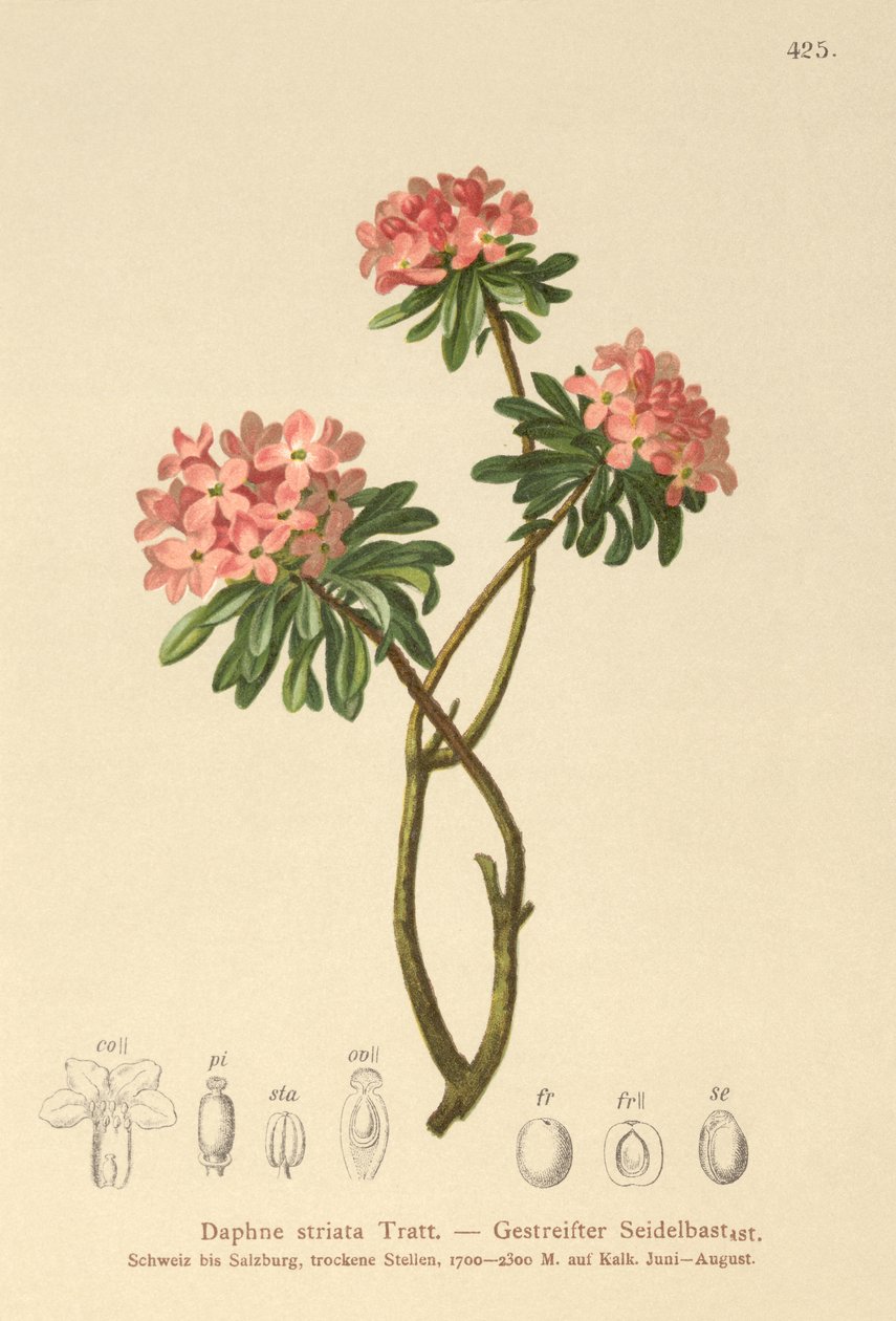 Stribede Daphne (Daphne striata) af German School
