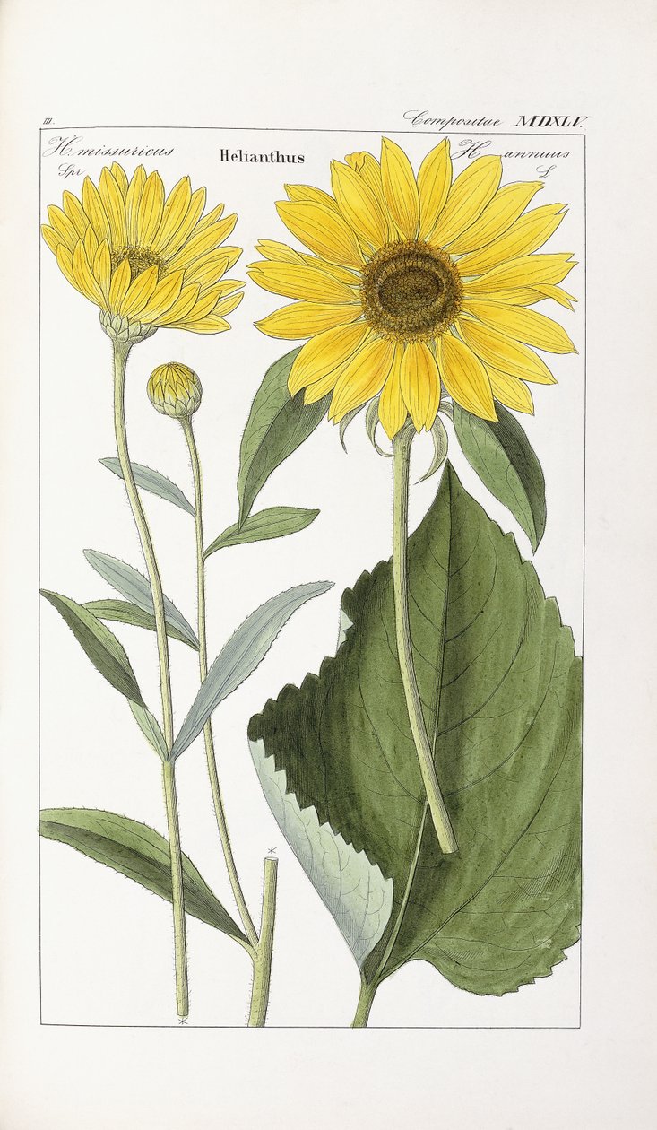 Sunflowerdani af German School