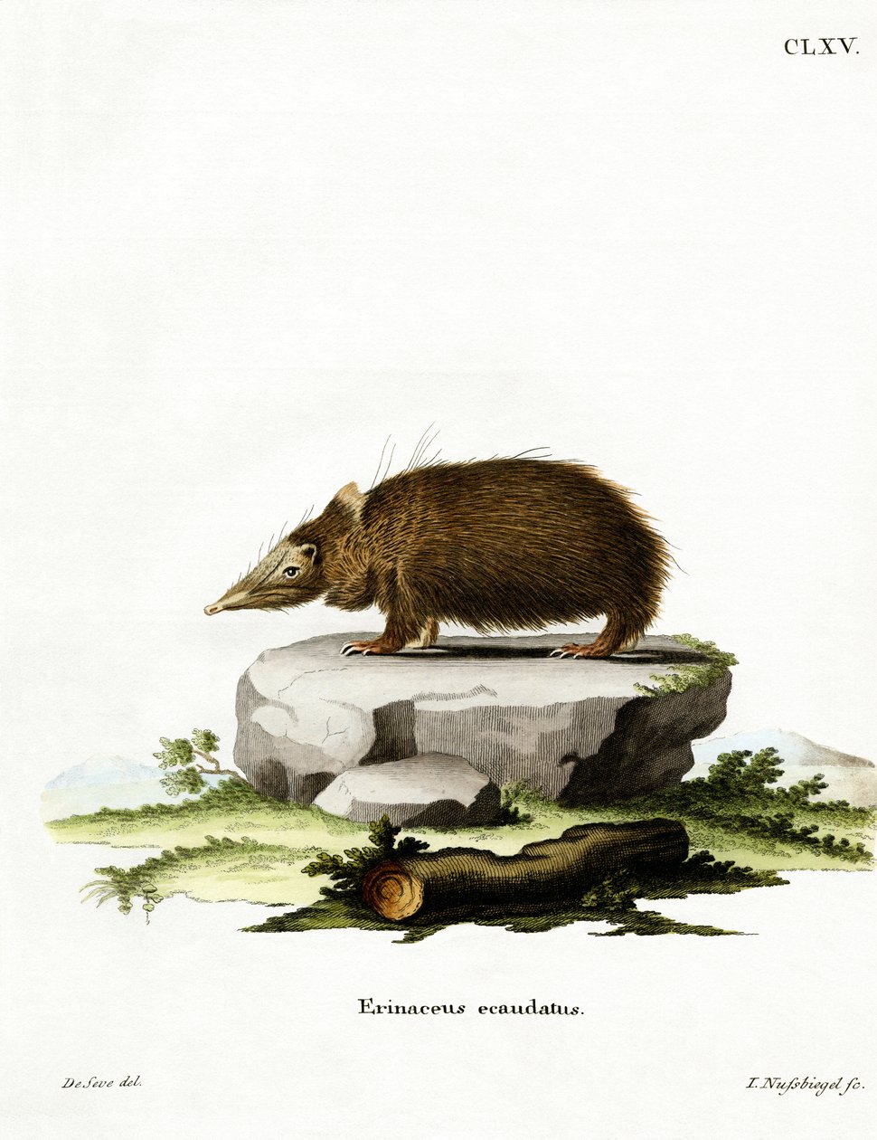 Tailless Tenrec (farvet gravering) af German School
