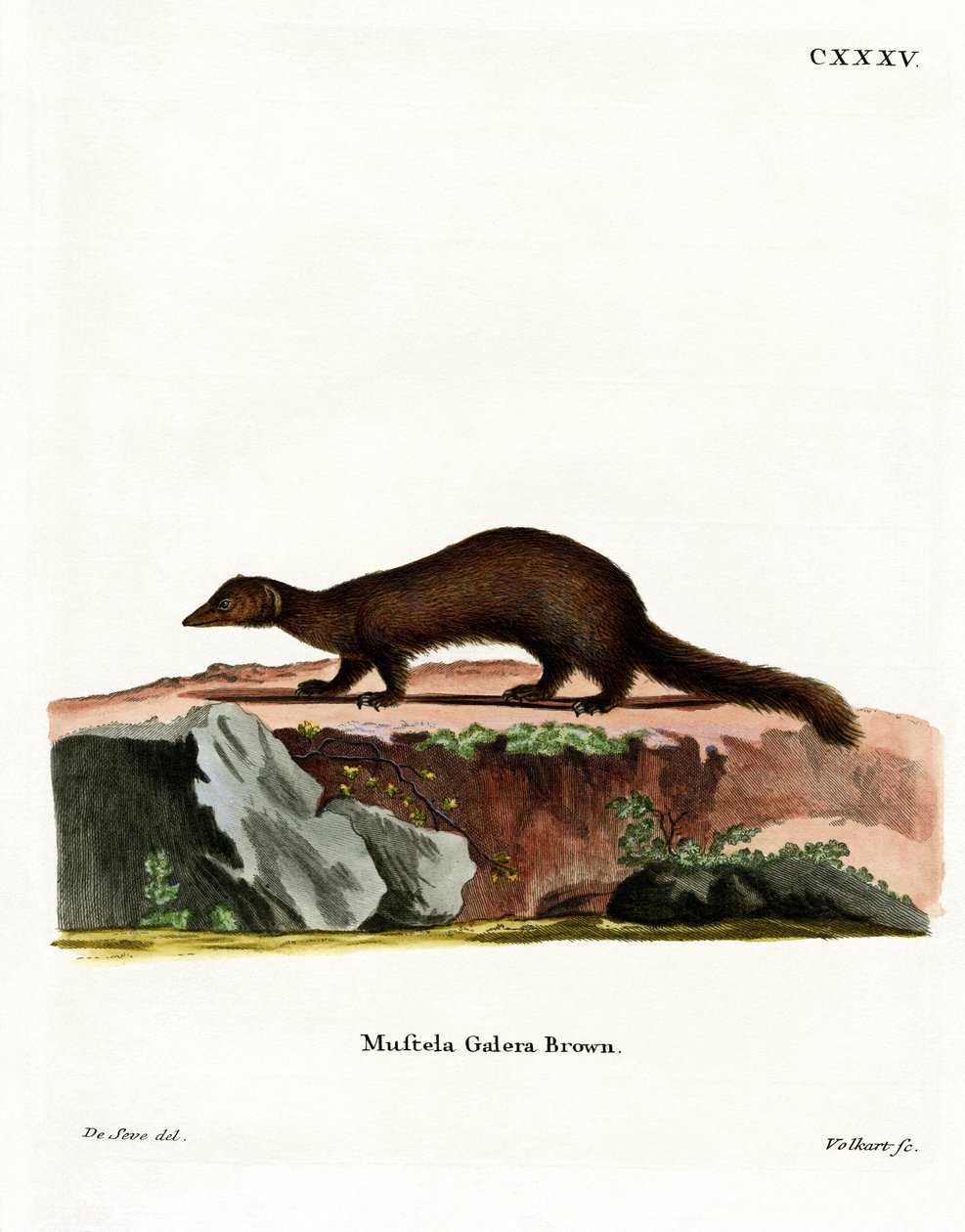 Tayra (farvet gravering) af German School