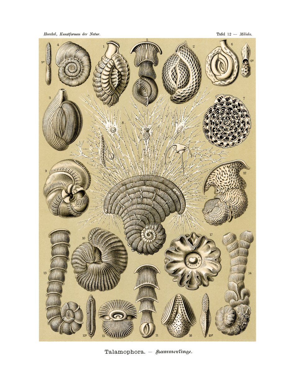 Thalamophora, 1899-1904 af German School
