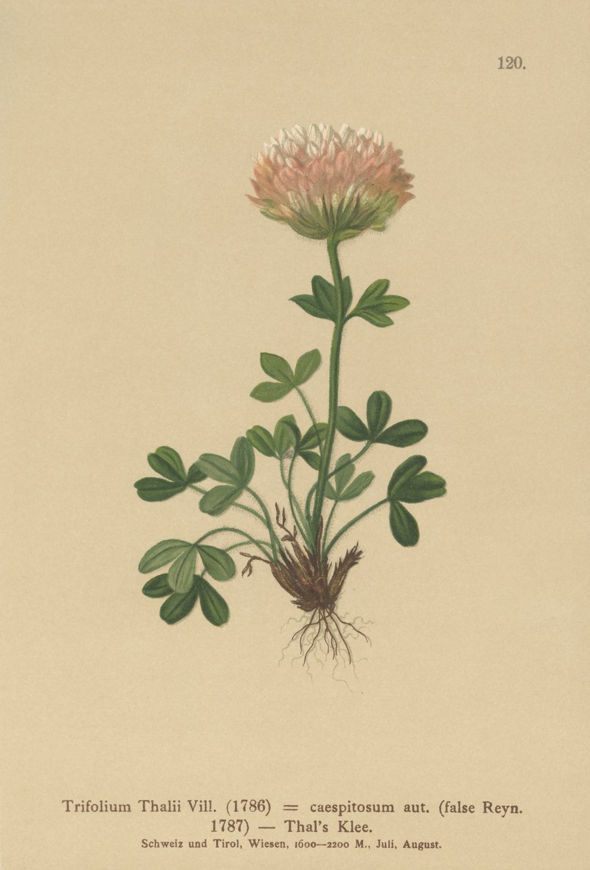 Thals Kløver (Trifolium thalii, Trifolium caespitosum) af German School