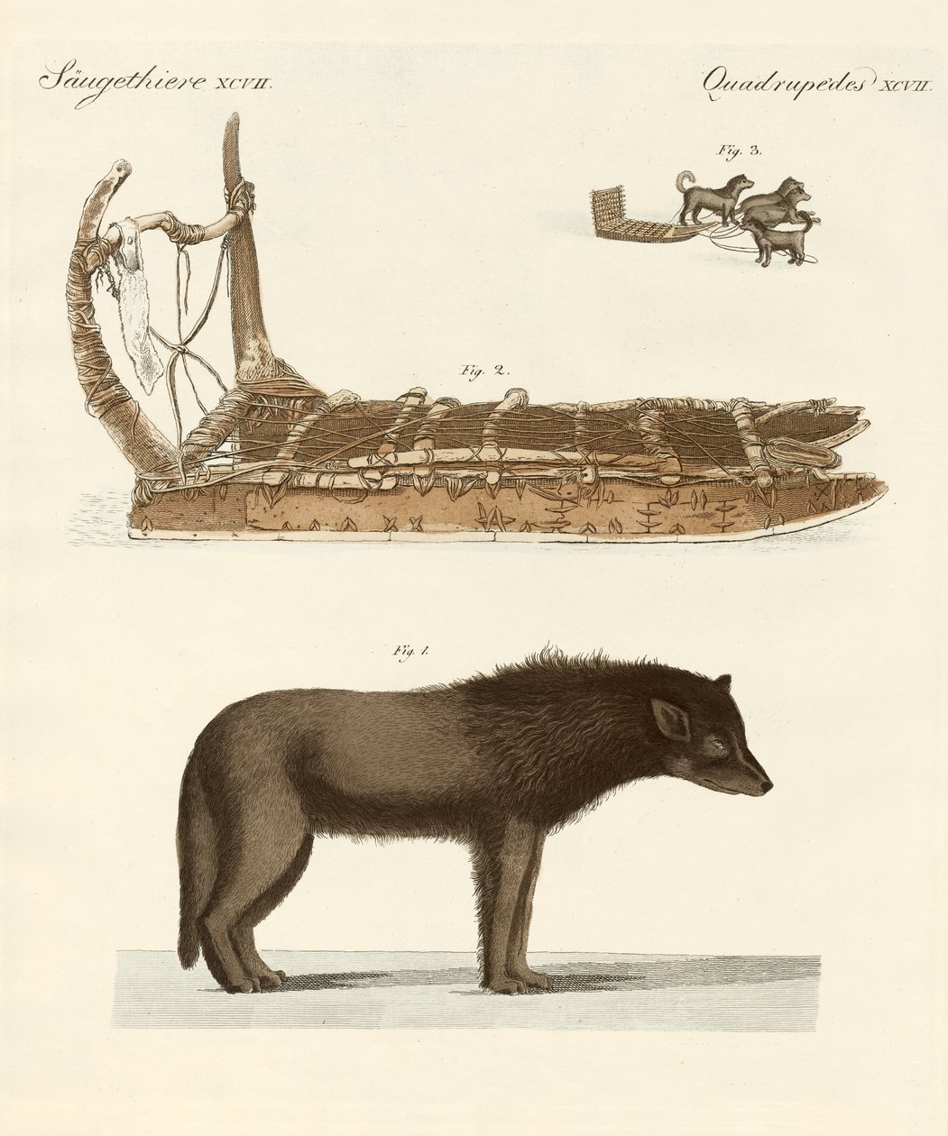 The Dog of the Baffin-Bay (farvet indgravering) af German School