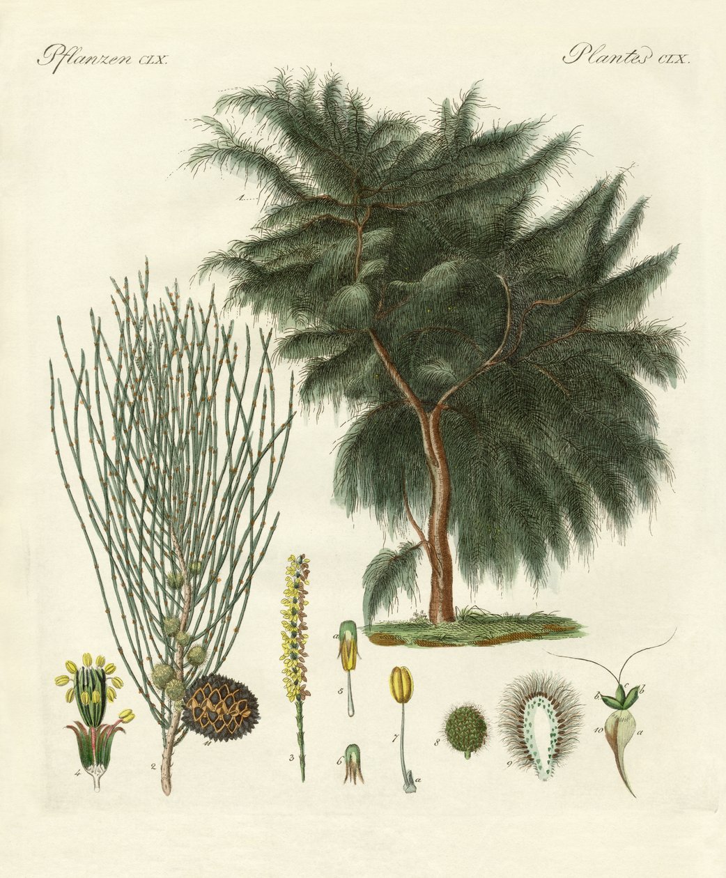 Den fire-flappede casuarina (farvet gravering) af German School