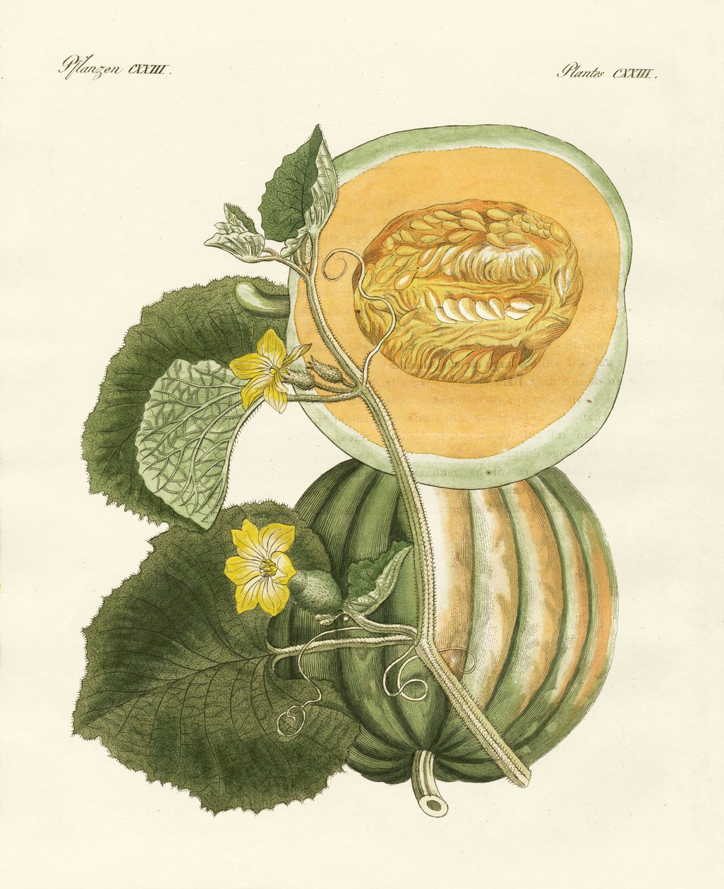 Melonen (farvet indgravering) af German School