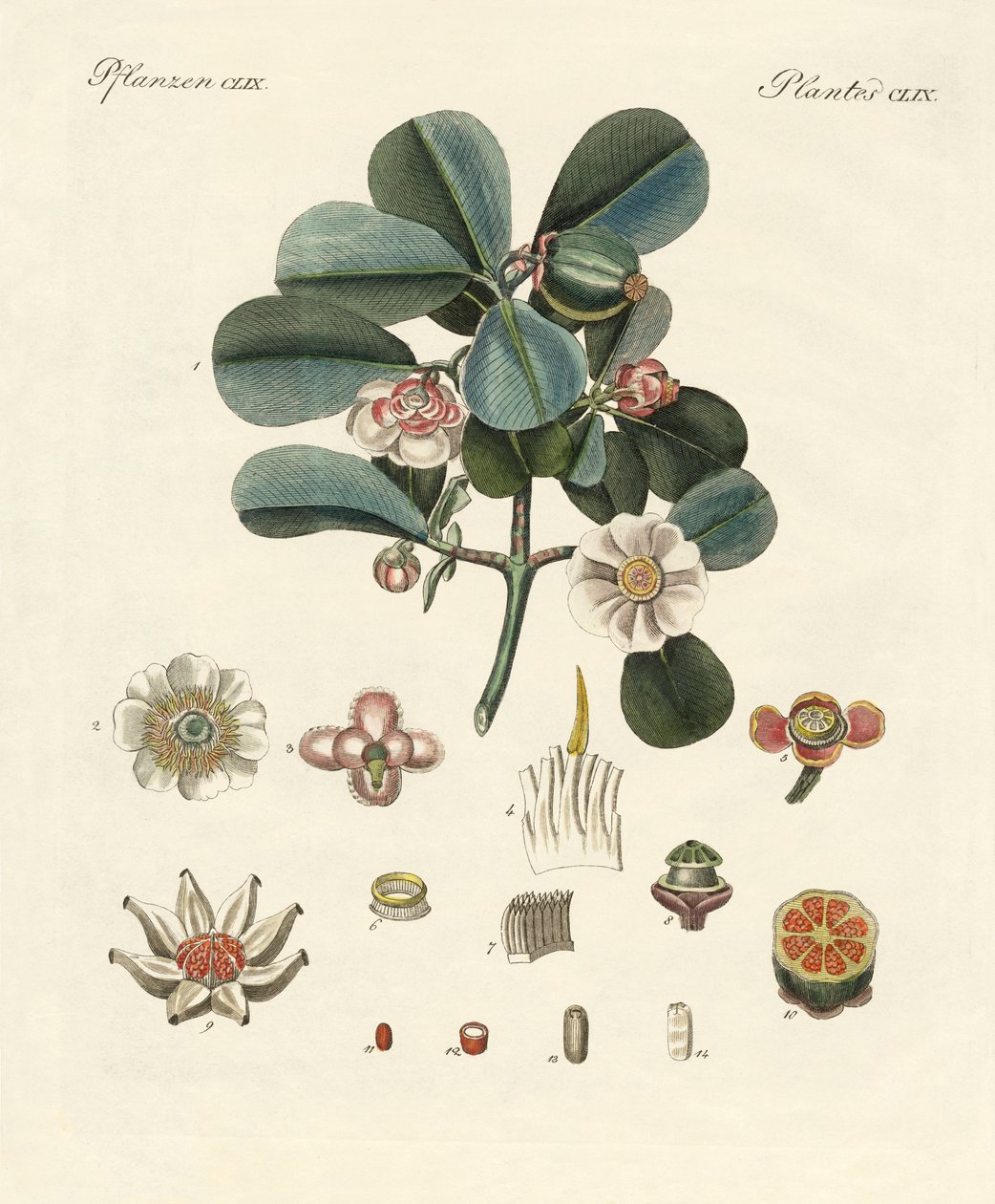 Rose Colored Clusia (farvet gravering) af German School