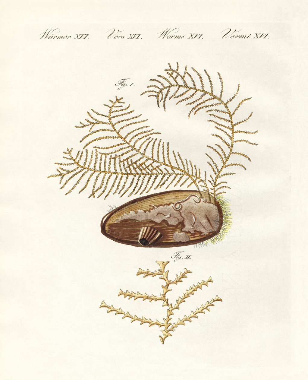 Den sertulariske hydroid (farvet gravering) af German School