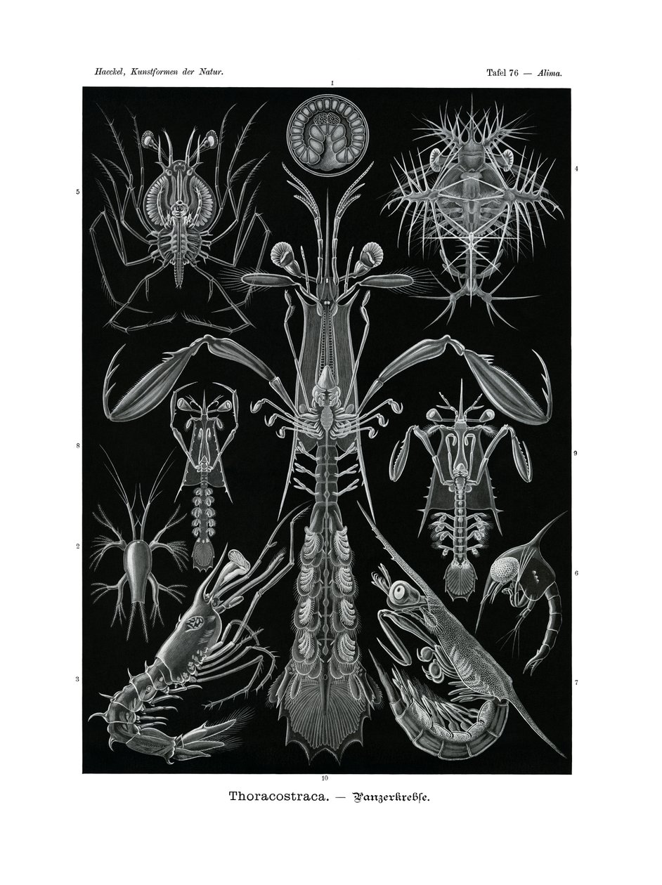 Thoracostraca, 1899-1904 af German School