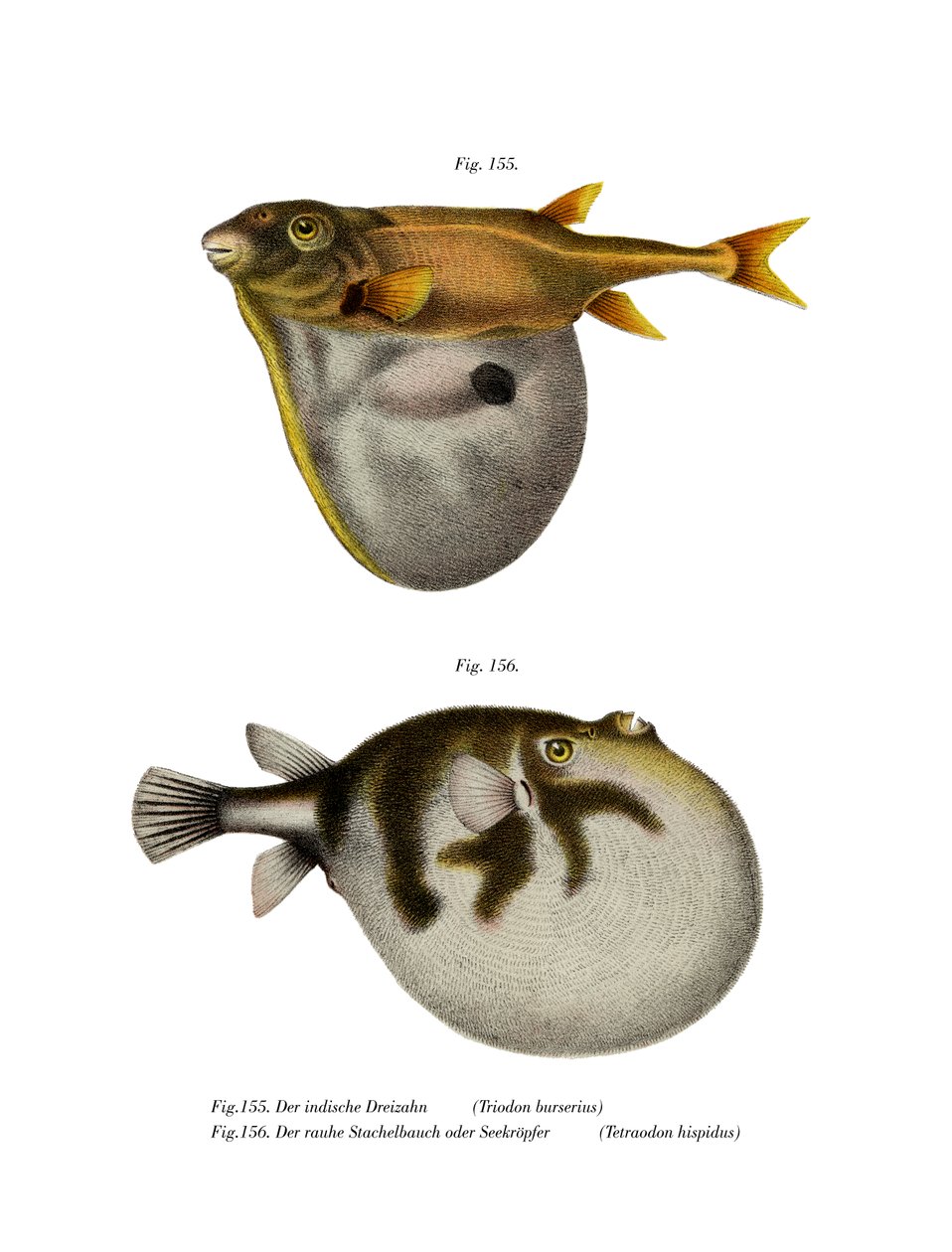 Threetooth Puffer (farve litho) af German School