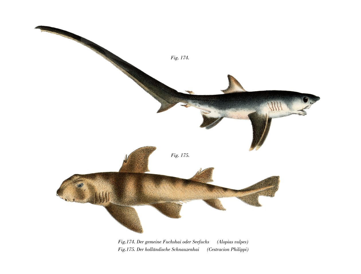 Thresher Shark (farve litho) af German School