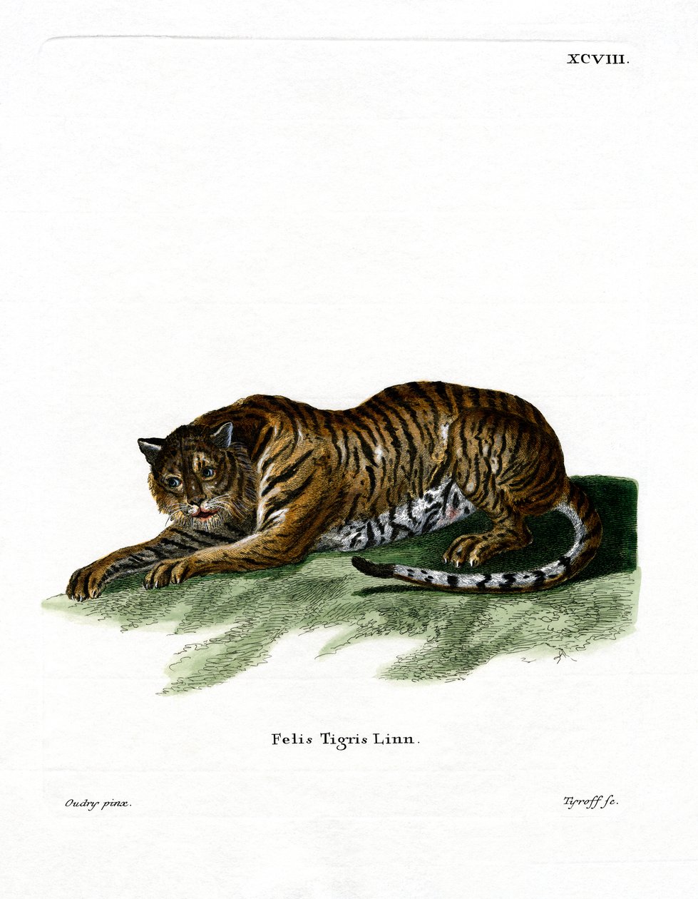 Tiger (farvet gravering) af German School