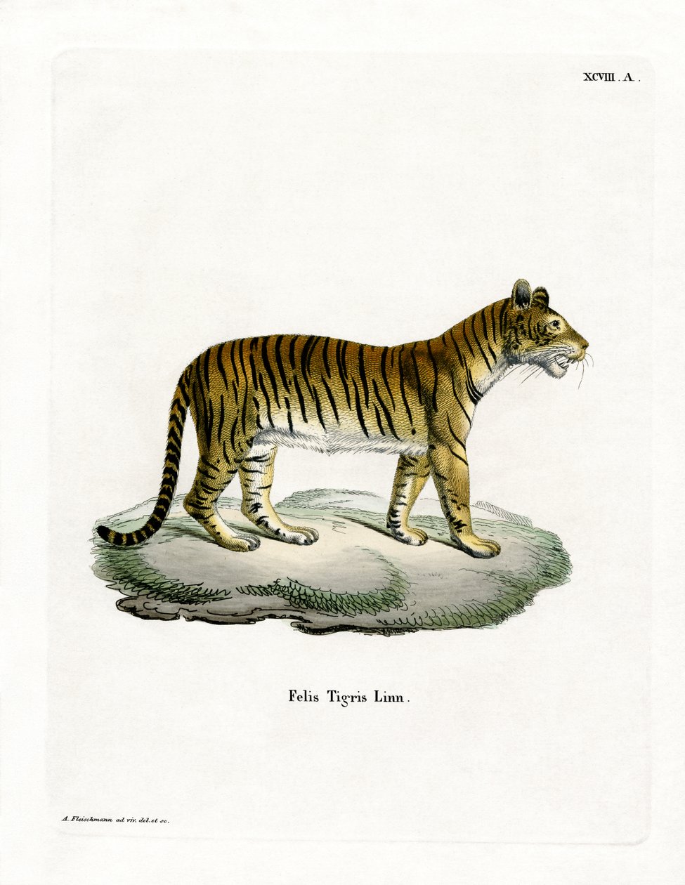 Tiger (farvet gravering) af German School