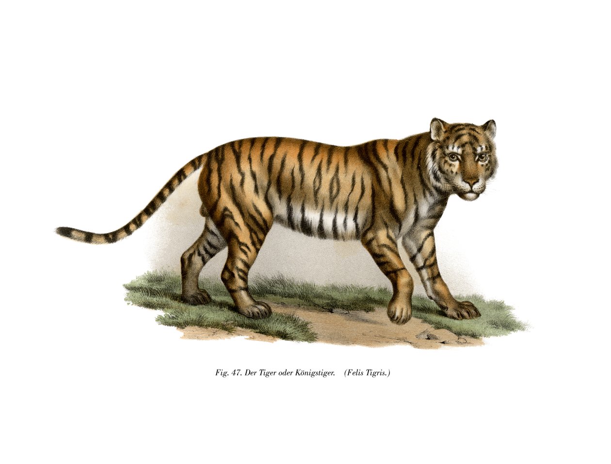 Tiger, 1860 af German School