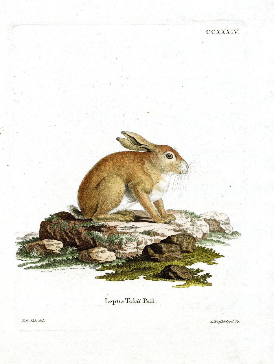 Tolai Hare (farvet gravering) af German School