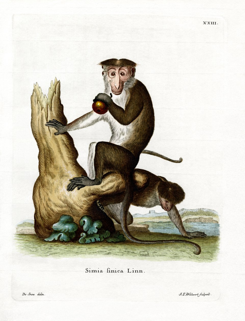Toque Macaque (farvet gravering) af German School