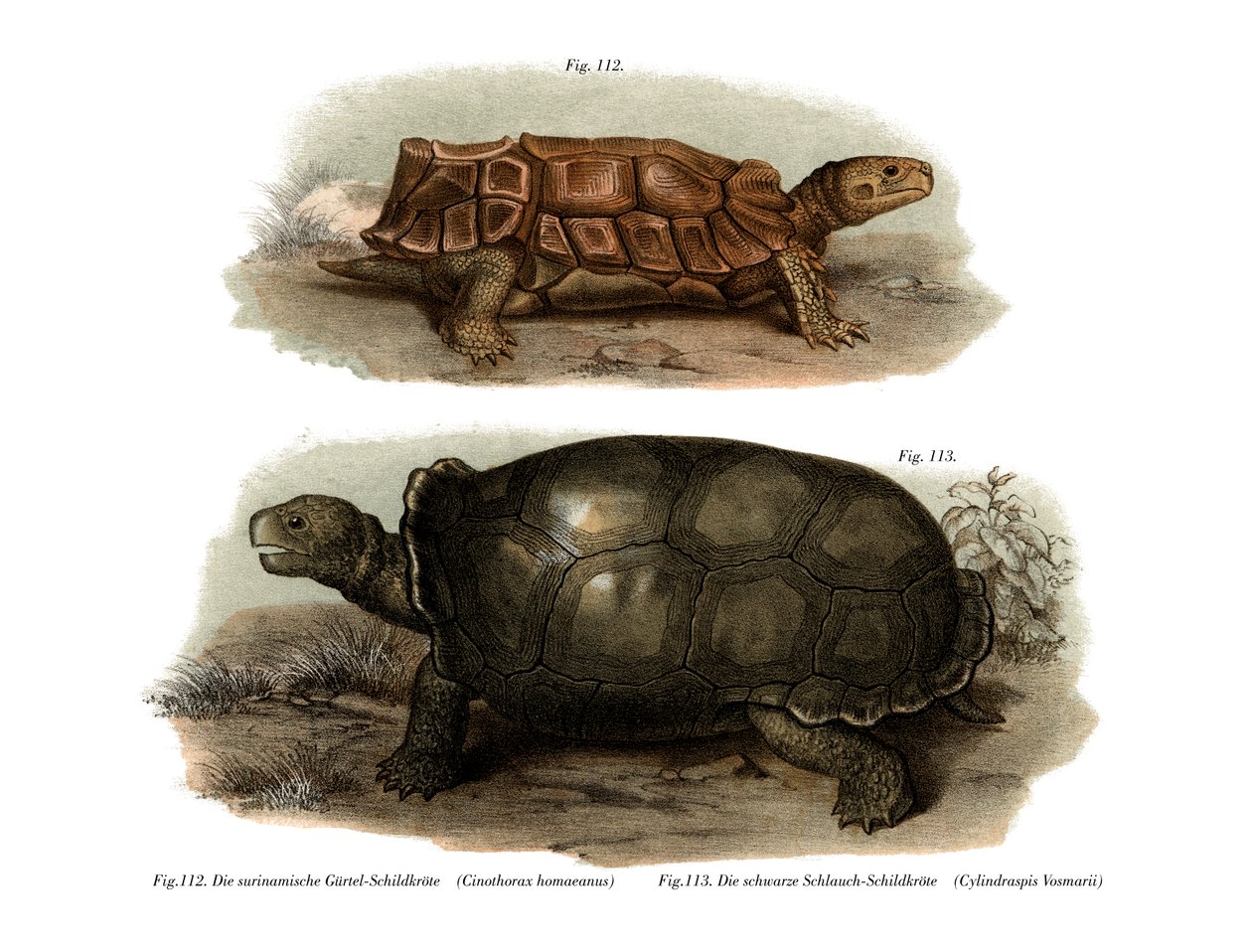 Skildpadde (farve litho) af German School