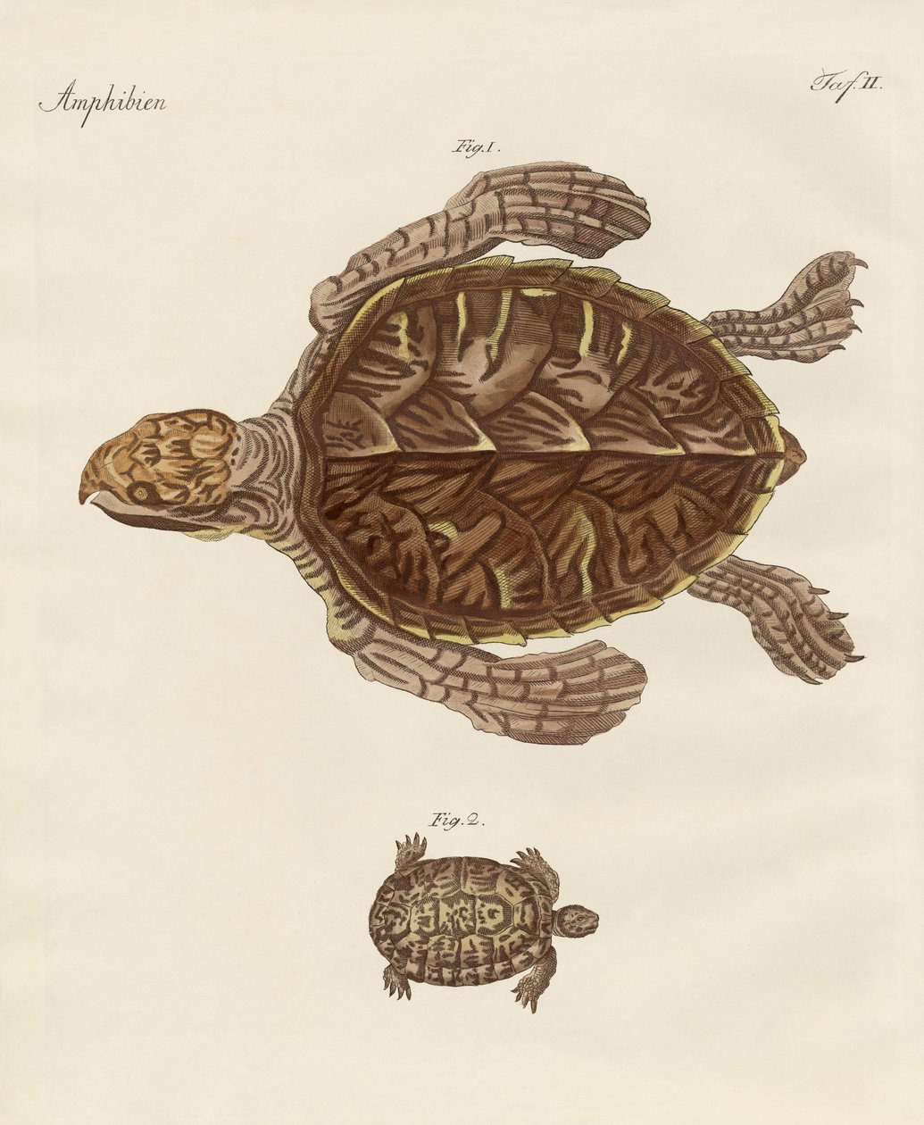 Skildpadder (farvet gravering) af German School