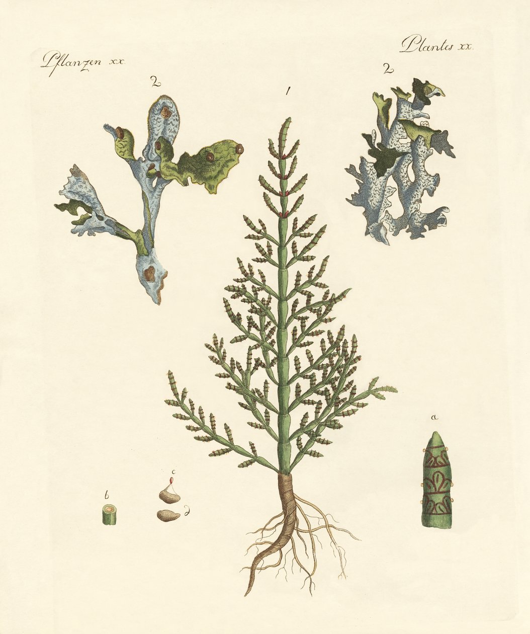 Handels- og lægeplanter af German School