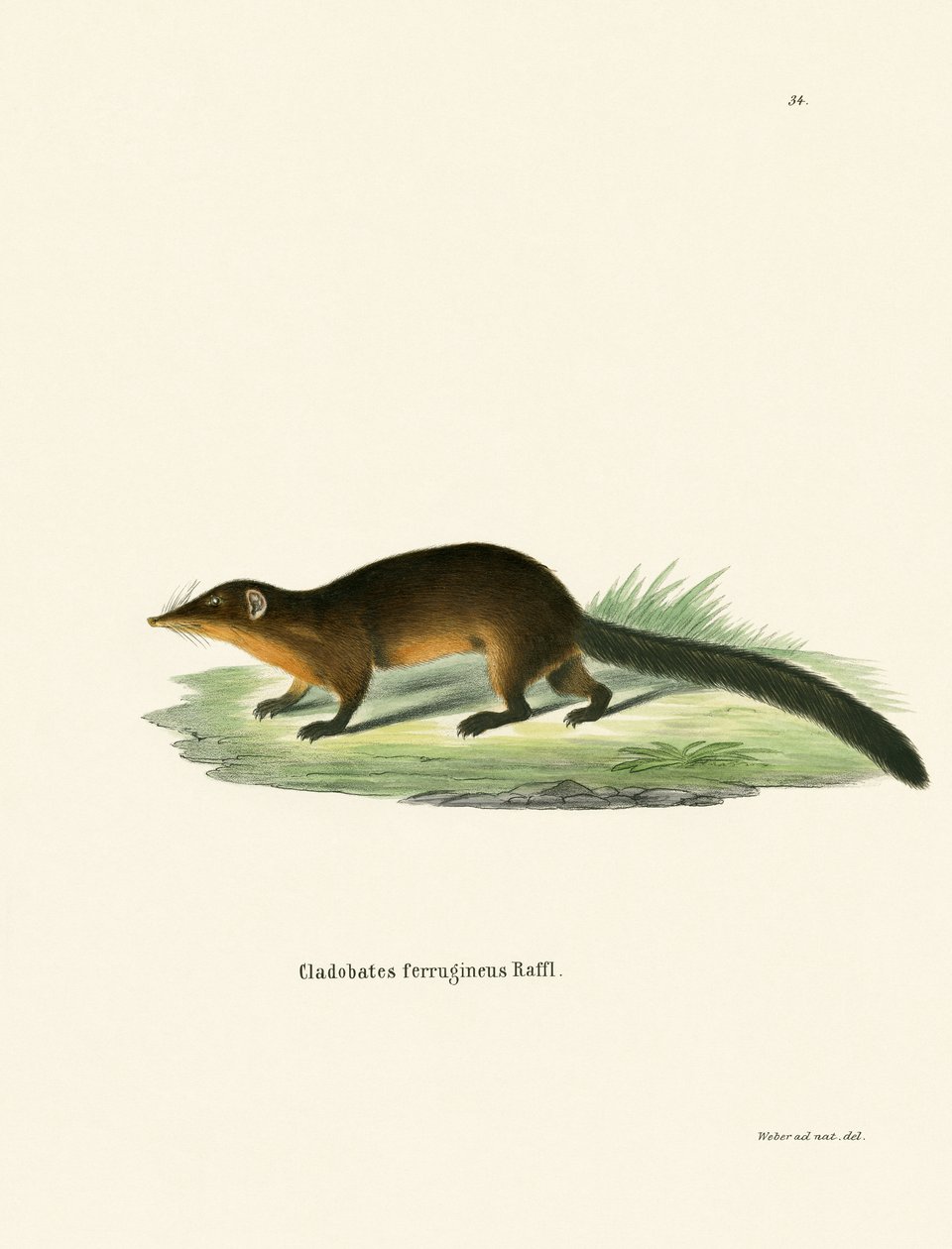 Treeshrew (farvet gravering) af German School