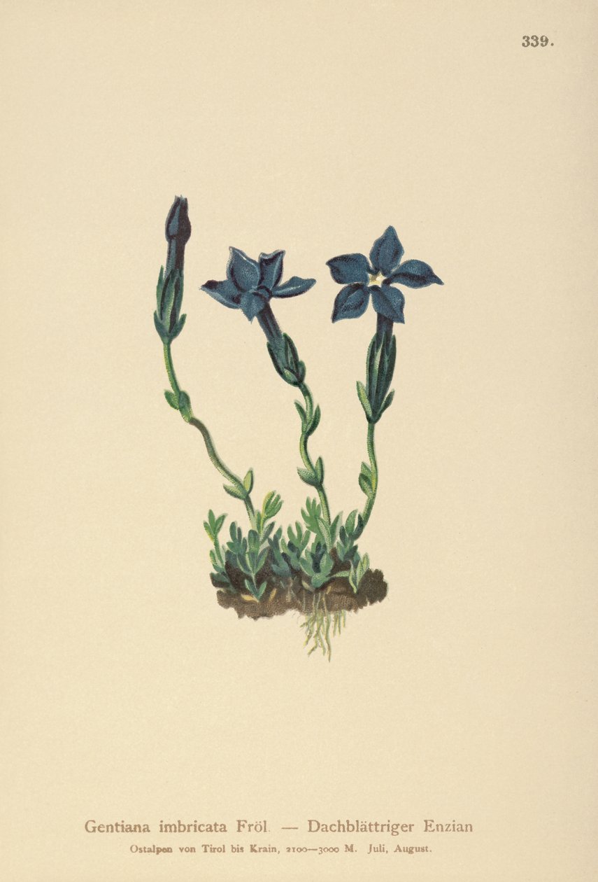 Triglav-ensian (Gentiana terglouensis, Gentiana imbricata) af German School