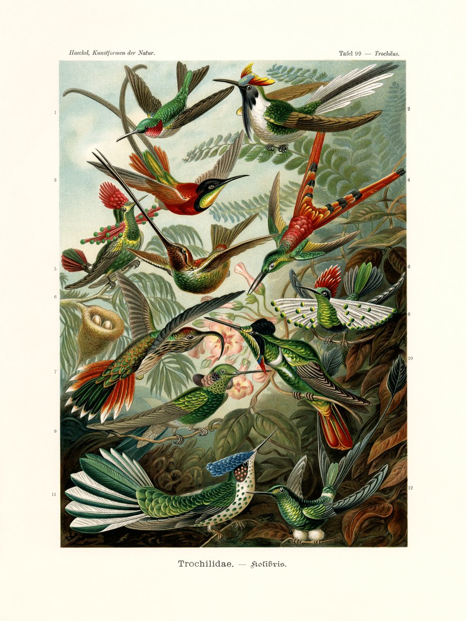 Trochilidae, 1899-1904 af German School