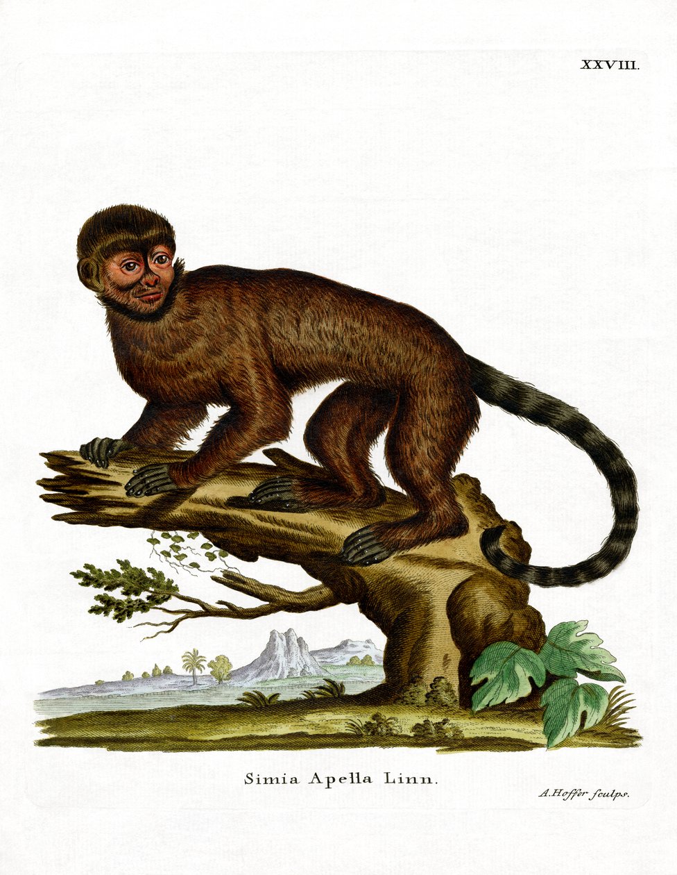 Tufted Capuchin (farvet gravering) af German School