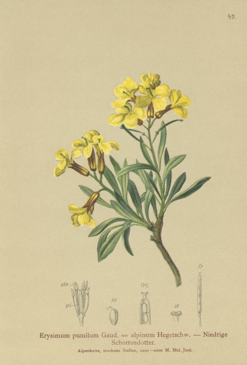 Tufte Wallflower (Erysimum pumilum, Erysimum alpinum) af German School