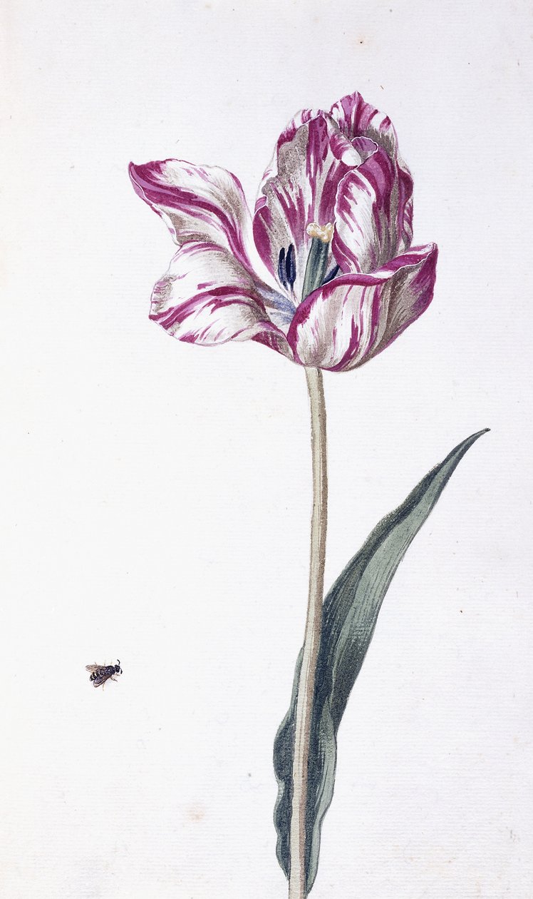 Tulip and bee, 18th centurydani af German School