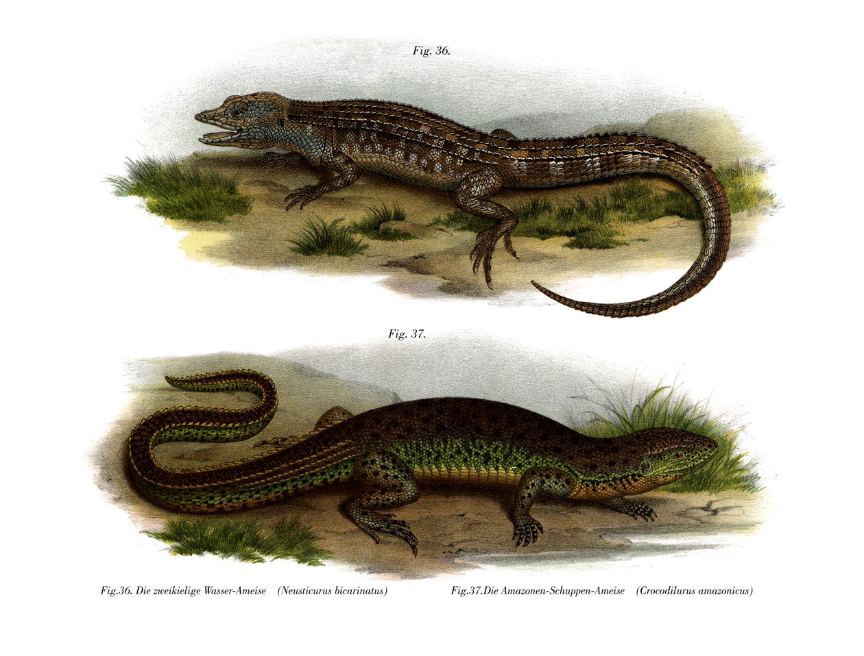 To-faced Neusticurus (farve litho) af German School