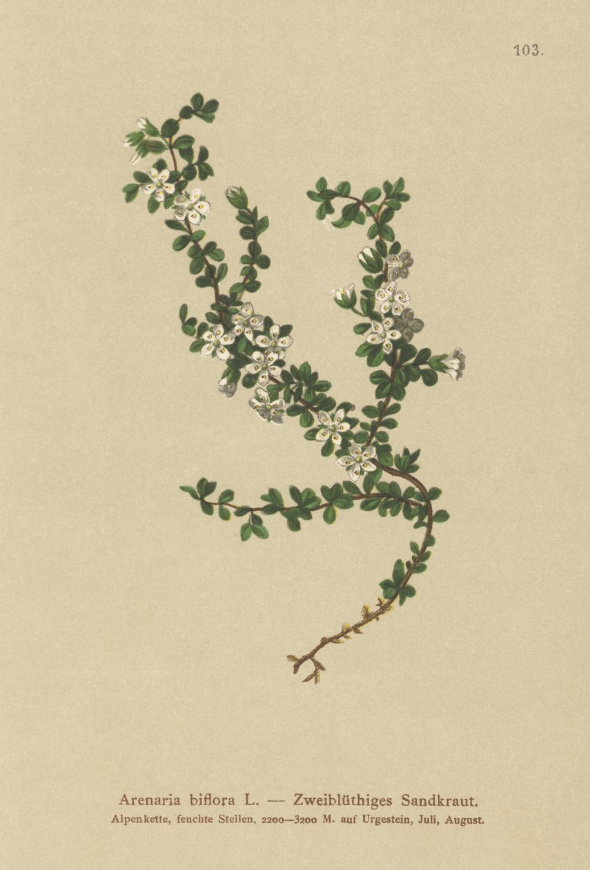 To-blomstret Sandurt (Arenaria biflora) af German School