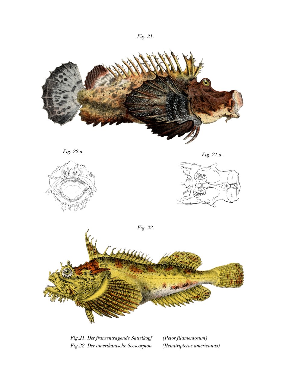 To-stavs Stingfish (farve litho) af German School