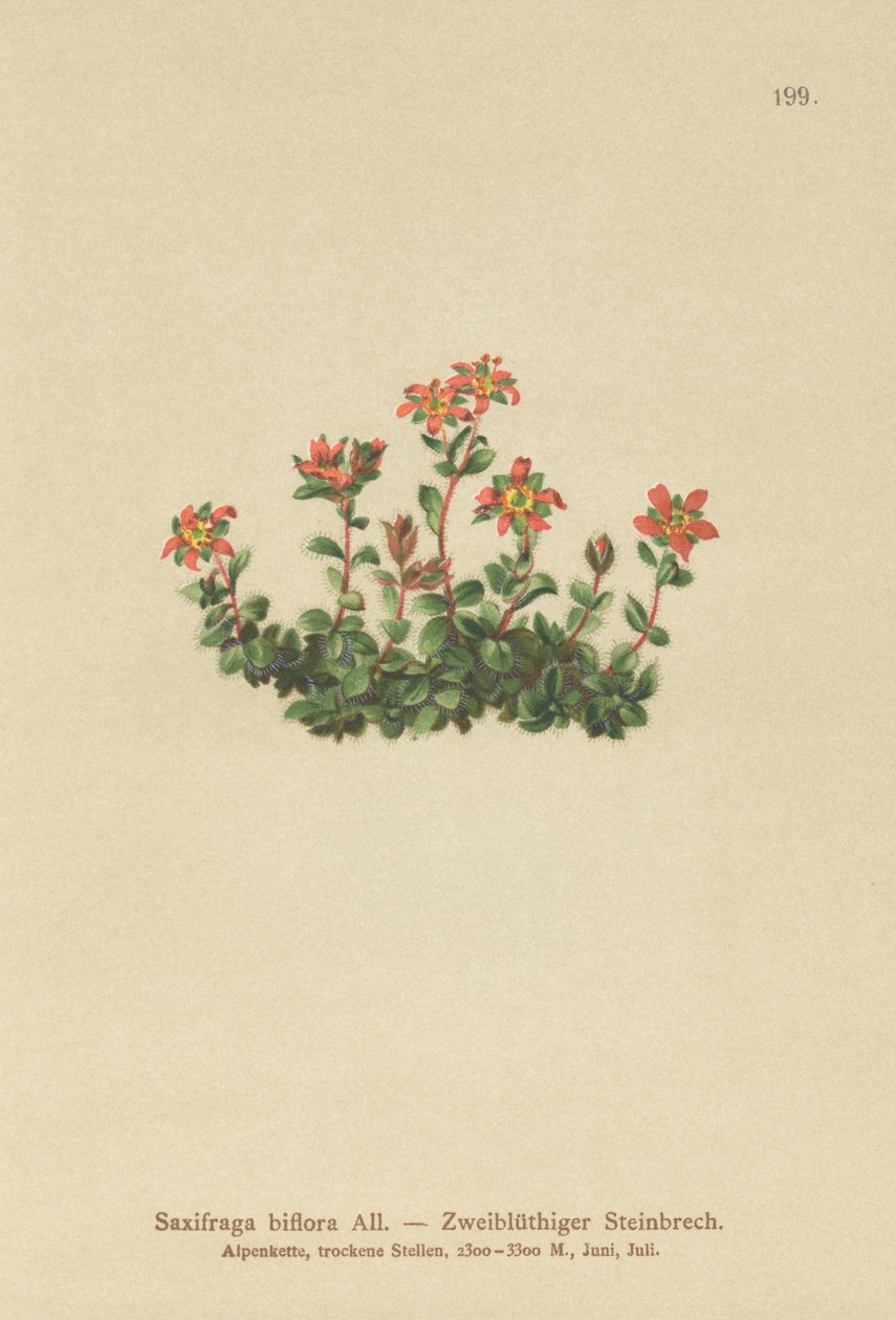 To-blomstret Saxifrage (Saxifraga biflora) af German School