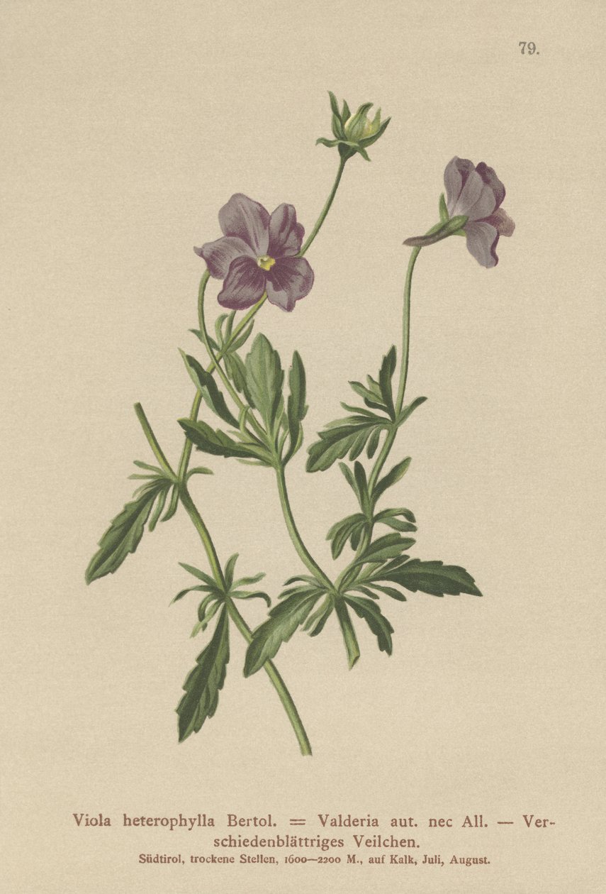 Valderia violet (Viola heterophylla, Viola valderia) af German School