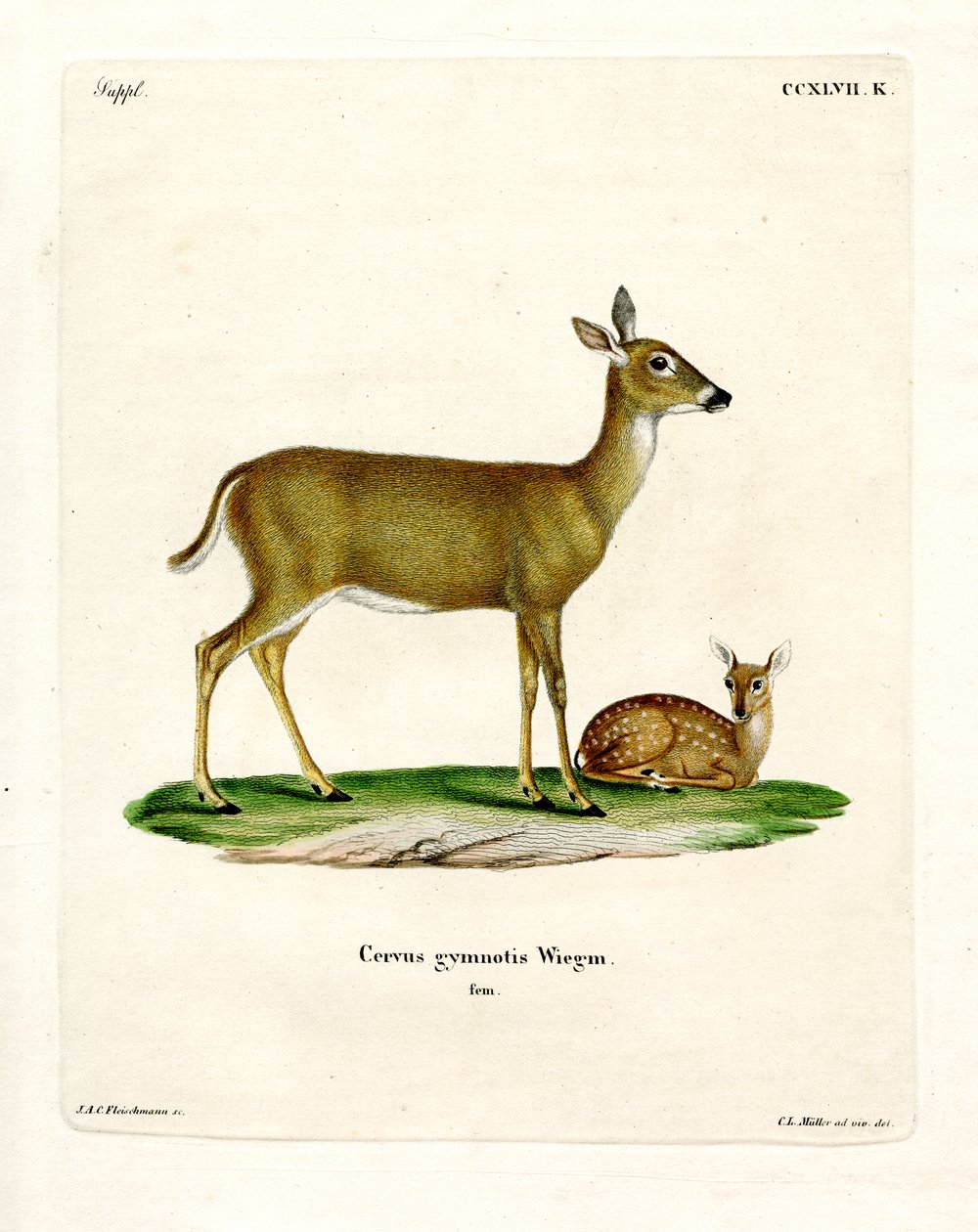 Virginian Deer (farvet gravering) af German School