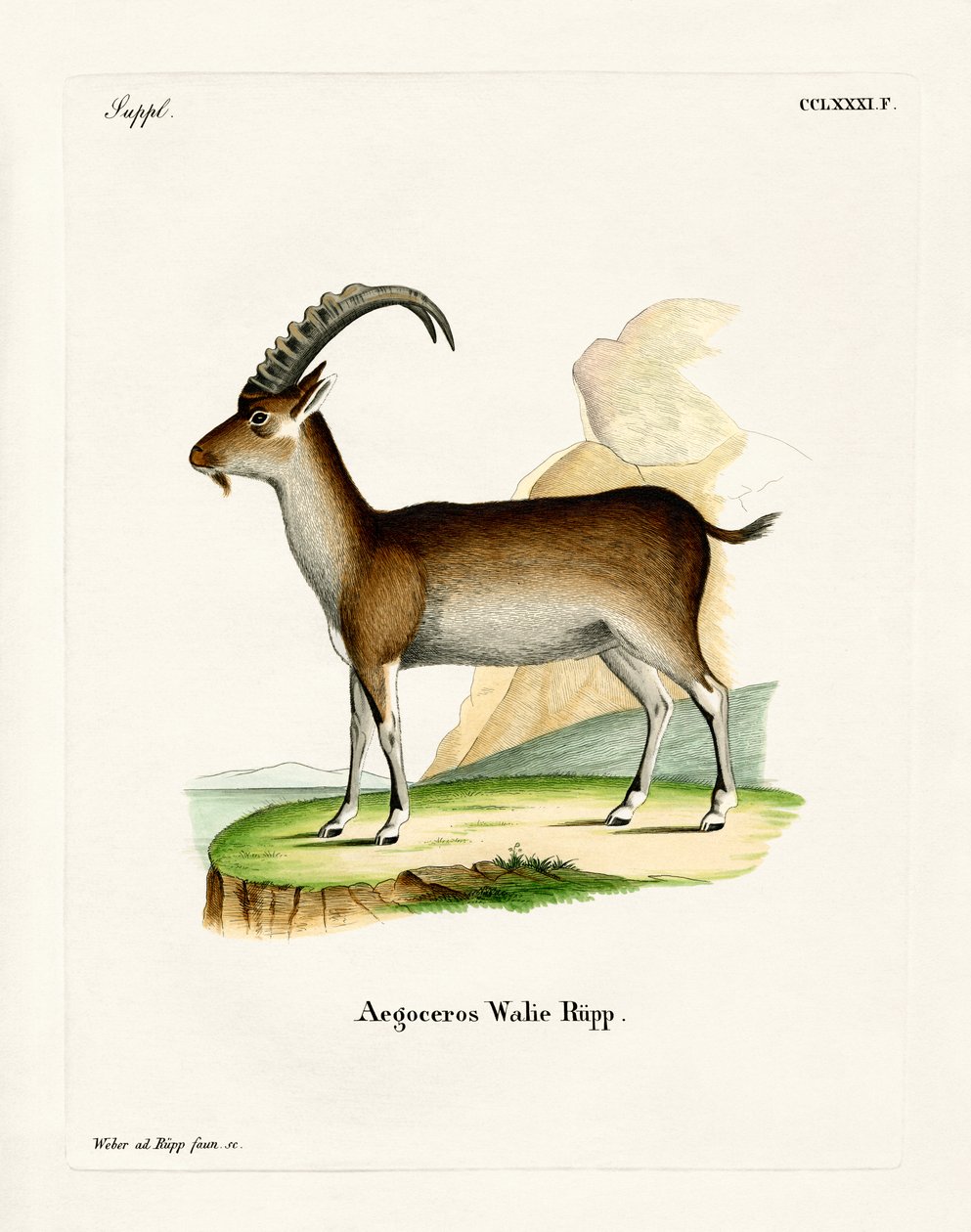Walia Ibex (farvet gravering) af German School