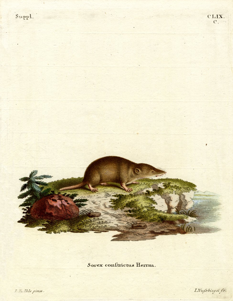 Vandspidsmus (farvet gravering) af German School