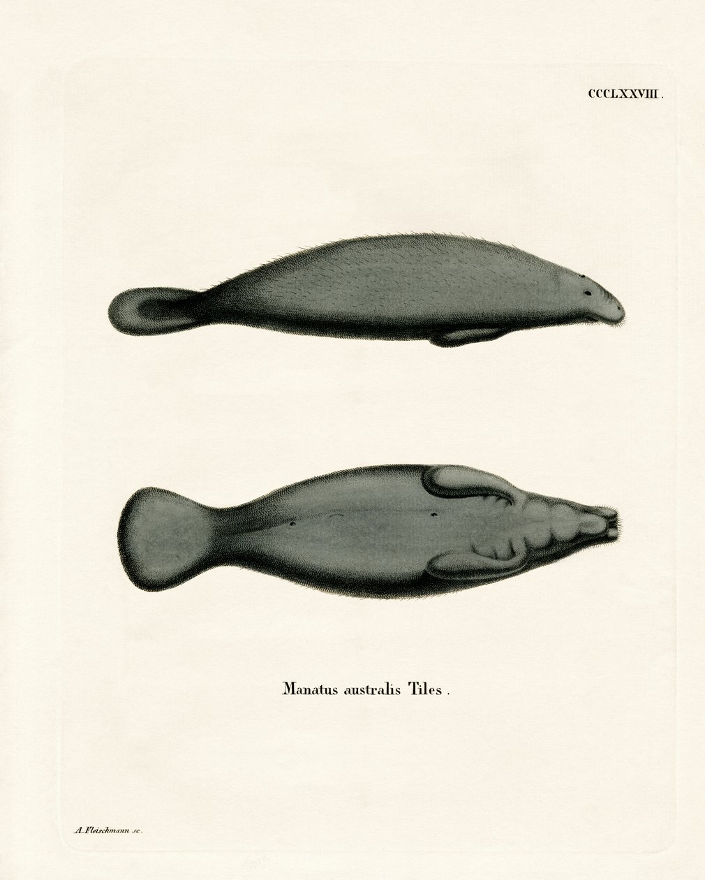 Vestindisk Manatee (farvet gravering) af German School