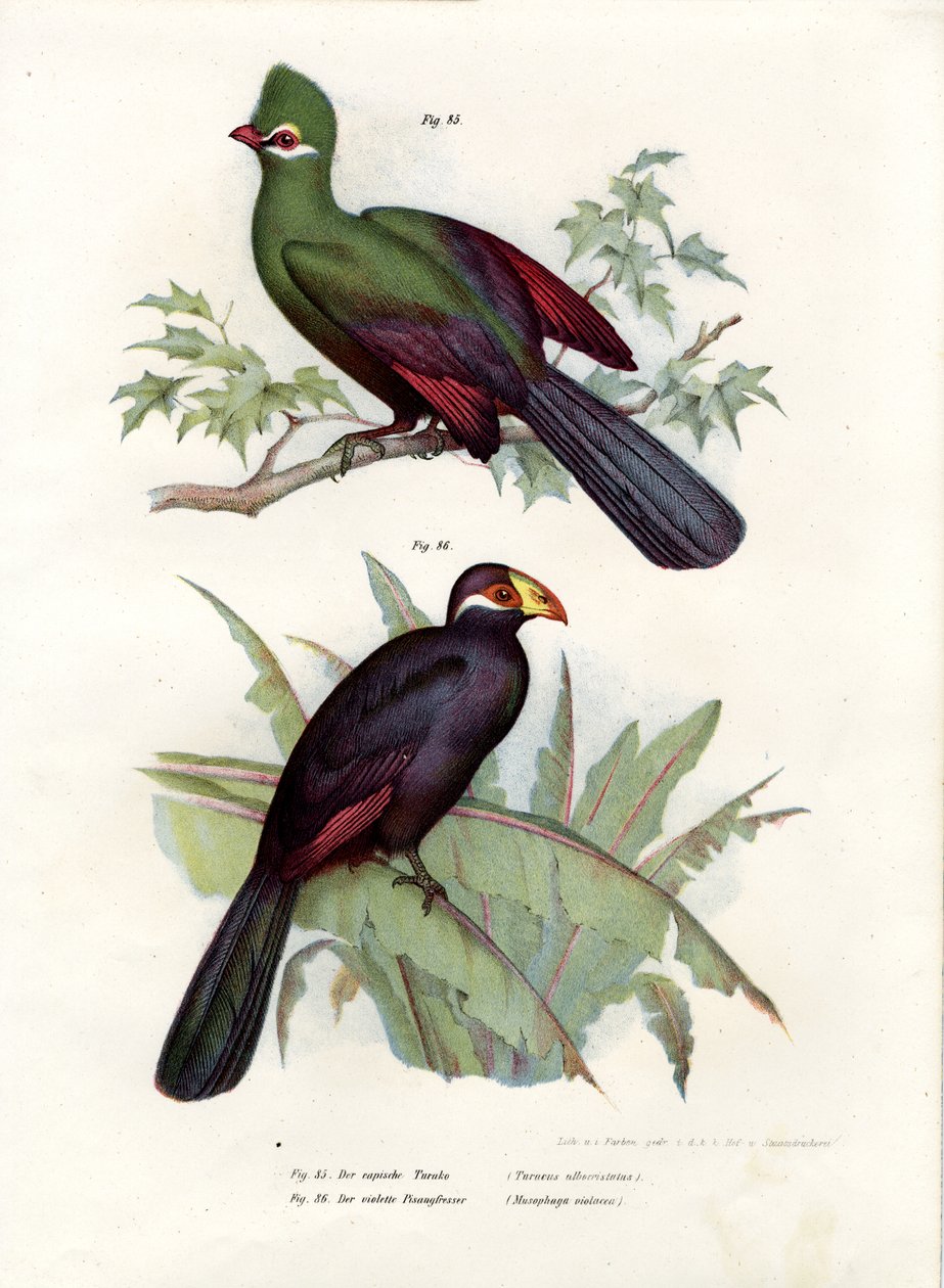 Hvidkammet Turaco, 1864 af German School