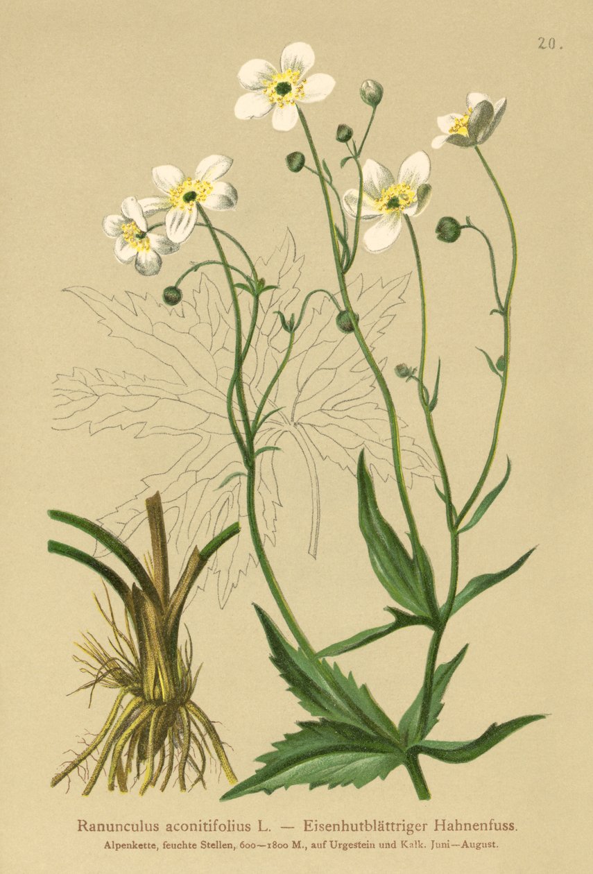 Hvid Bachelors Knapper (Ranunculus aconitifolius) af German School