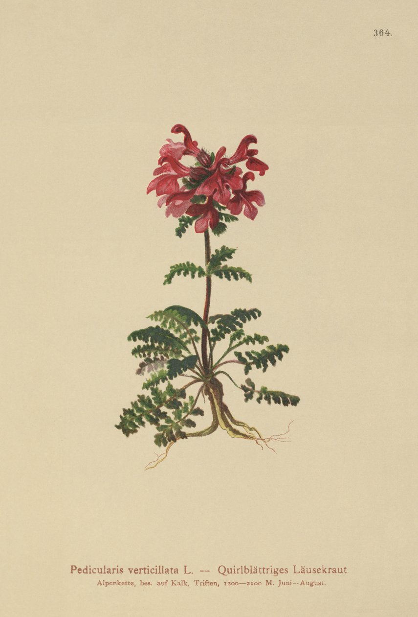 Klitbladet Lusewort (Pedicularis verticillata) af German School
