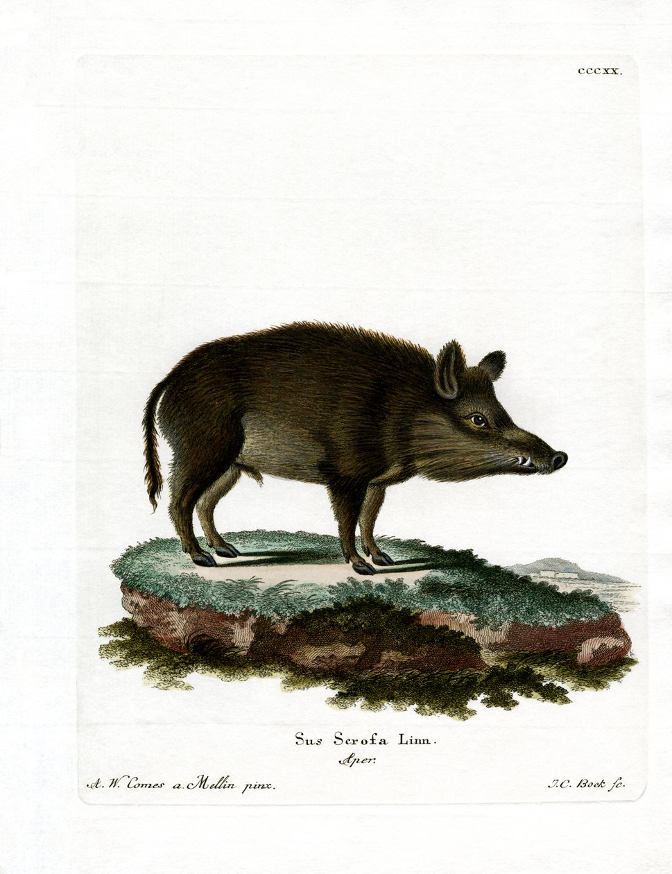 Vildsvin (farvet gravering) af German School