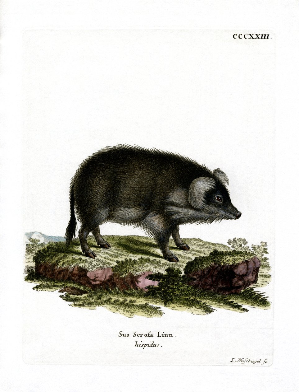 Vildsvin (farvet gravering) af German School