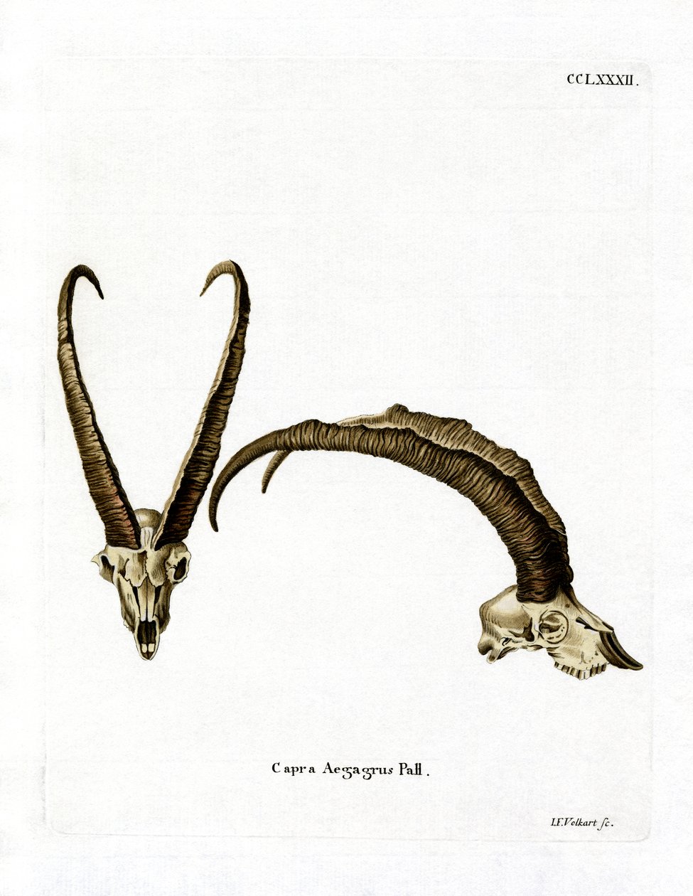 Vildgedehorn (farvet gravering) af German School