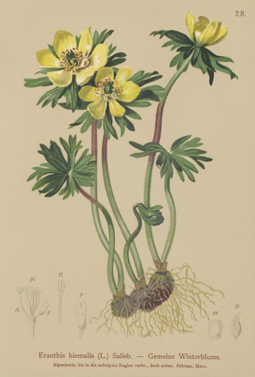 Vinter Aconite (Eranthis hiemalis, Eranthis hyemalis) af German School