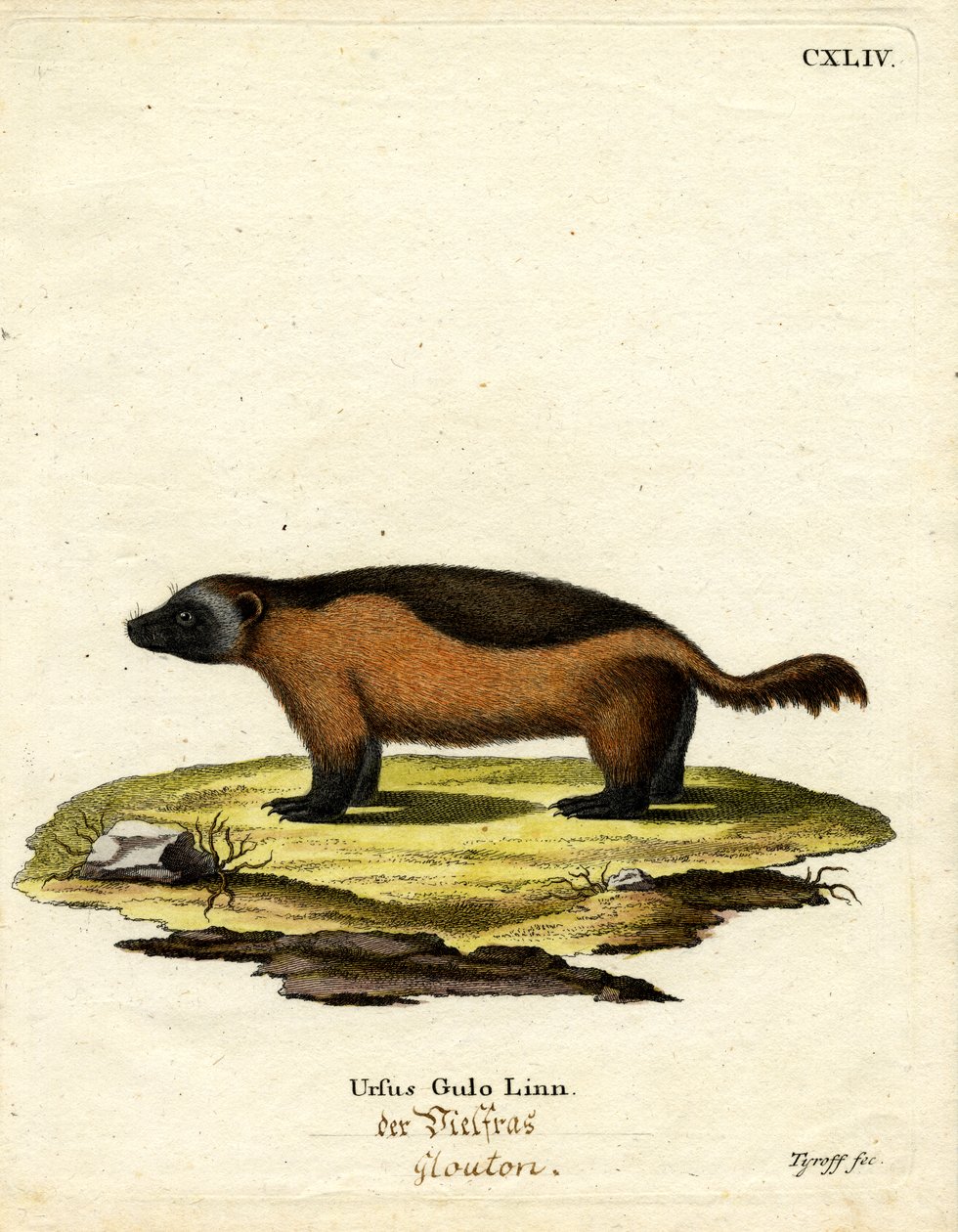 Wolverine (farvet gravering) af German School
