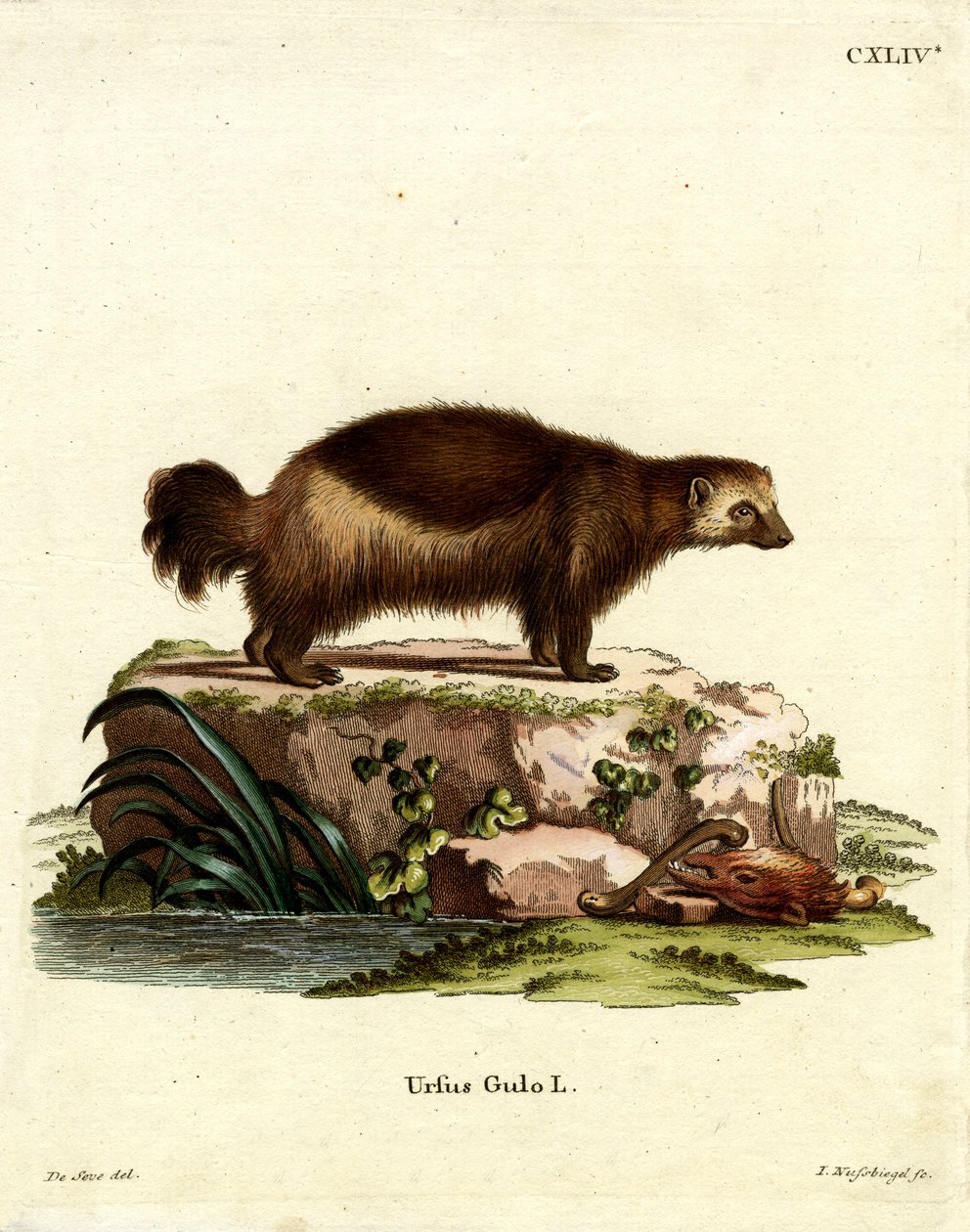 Wolverine (farvet gravering) af German School