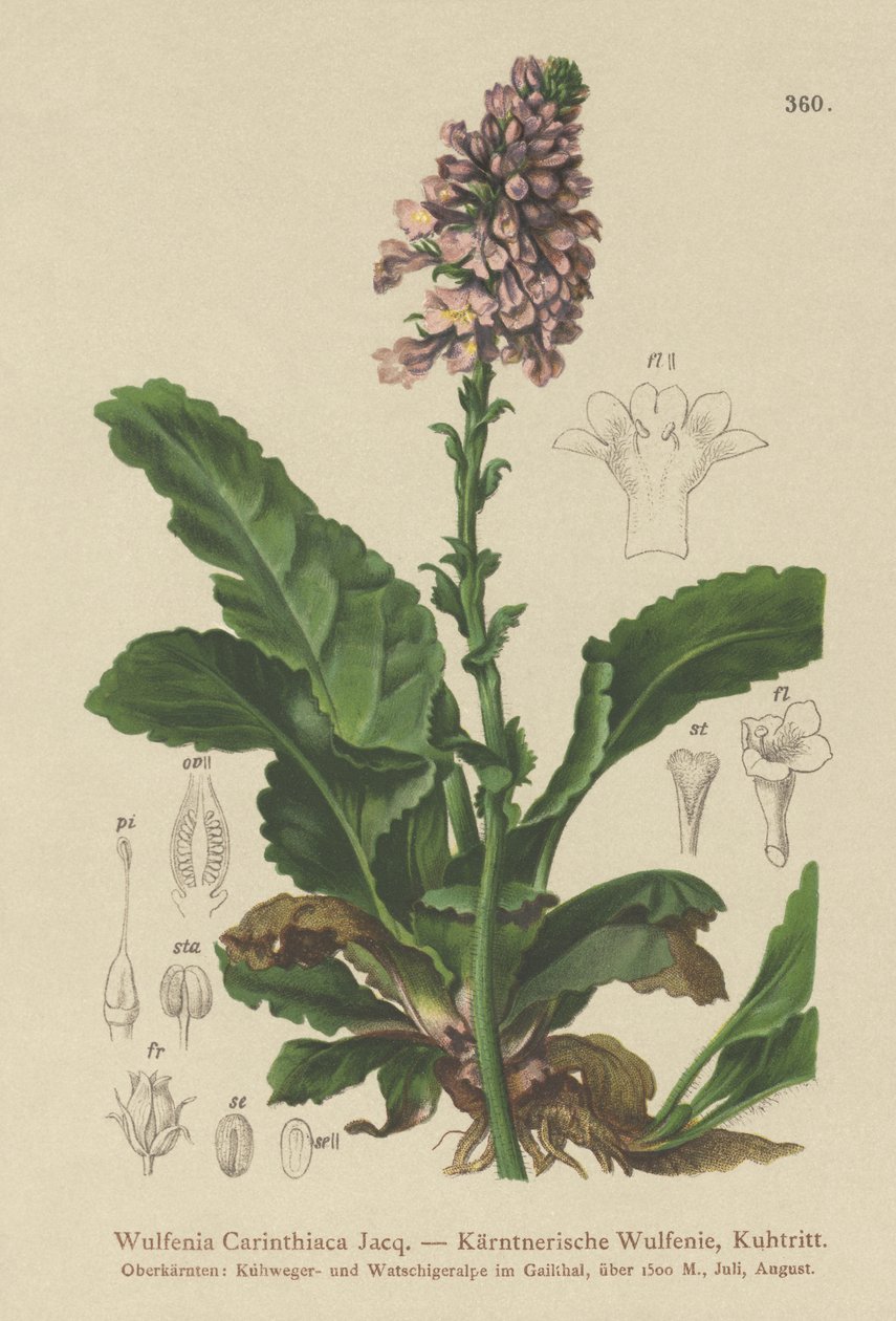 Wulfenia (Wulfenia Carinthiaca) af German School
