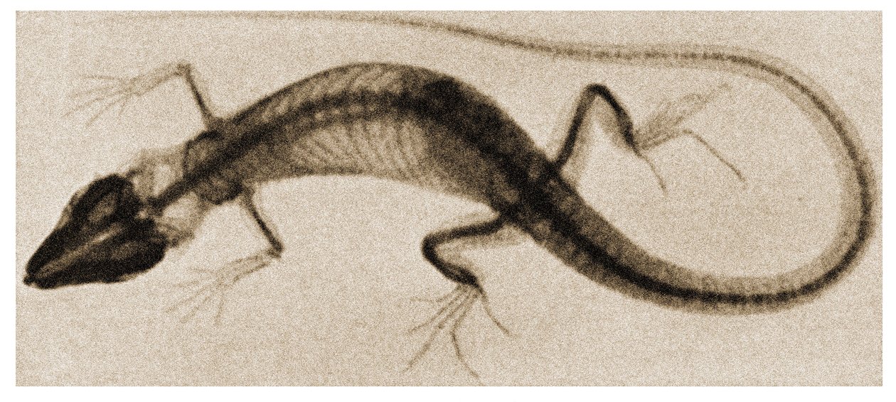 X-ray of a Lizard ca. 1890 af German School