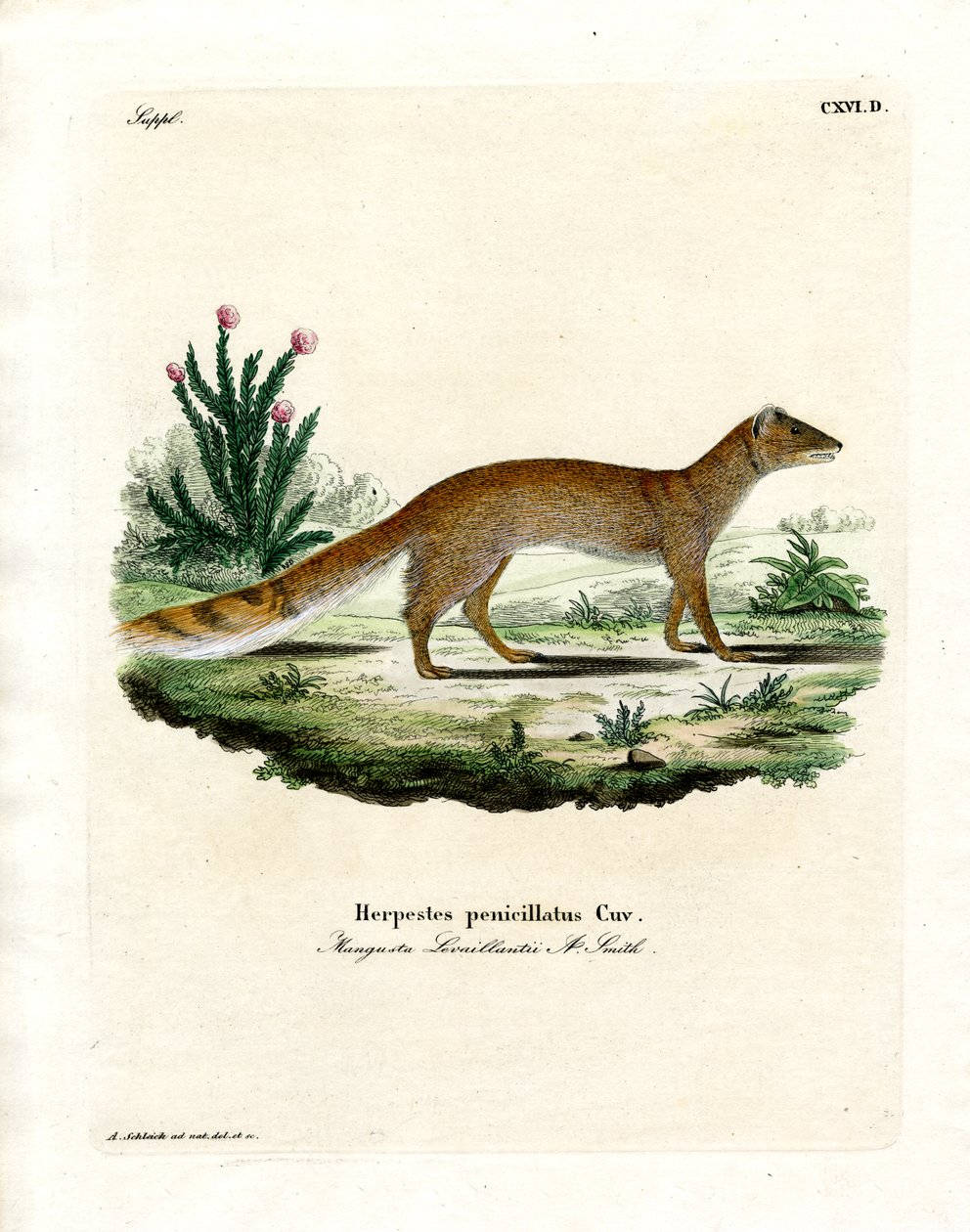 Gul Mongoose (farvet gravering) af German School