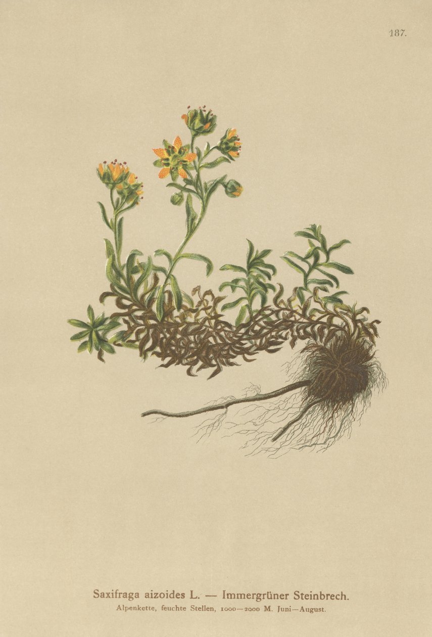 Gul bjerg-Saksifrage (Saxifraga aizoides) af German School